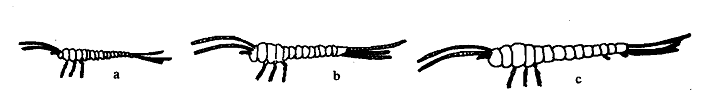 1299_Slight or no Metamorphosis.png